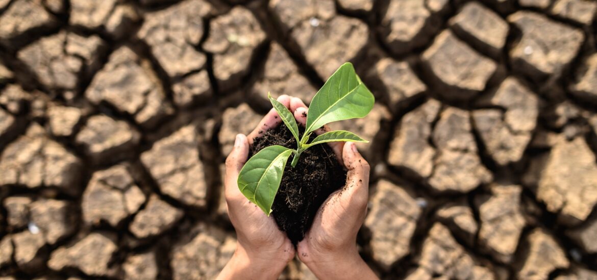 boy are stand holding seedlings are in dry land in a warming wor boy are stand holding seedlings are in dry land in a warming world.