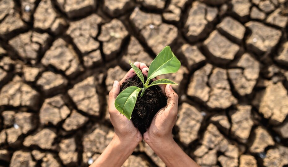 boy are stand holding seedlings are in dry land in a warming world.